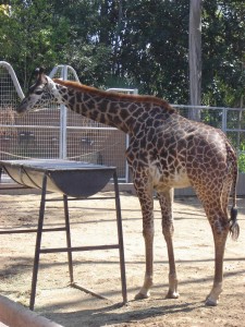 San Diego Zoo